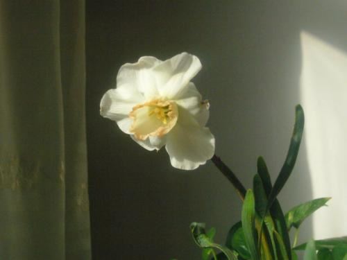 花生情