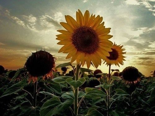 多梦的年华最美的你