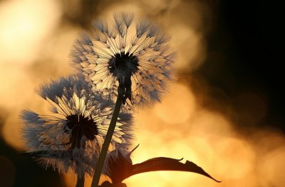 一杯牛奶的幸福