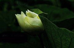 我在春天种下希望