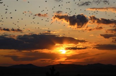 先秦诗欣赏＜三＞