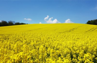 爱与幸福的味道