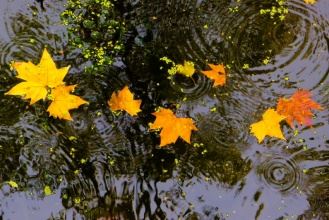 题瑞雪咏荷並荐佳文