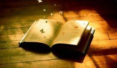 花瓣的美丽与感动