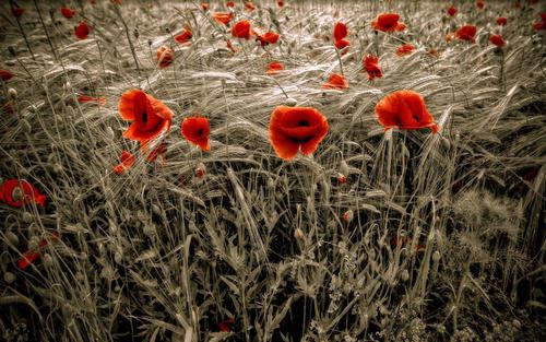 我们三个——三个女孩一起走过的日子，三个少女的青春回忆录