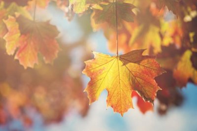 那一抹诗情，那一抹画意