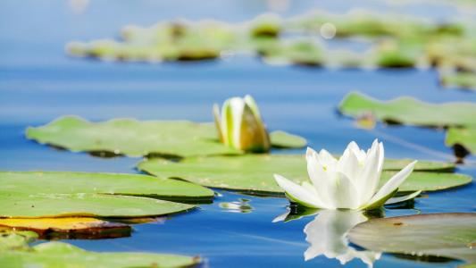 勇气、忠诚、慈悲