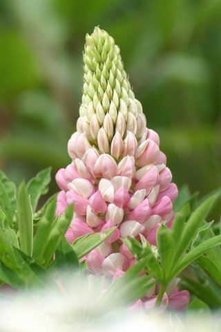 浅夏风中一流沙