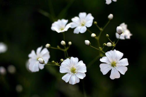 《冠军的曙光》