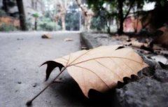 那一场青春的大雨
