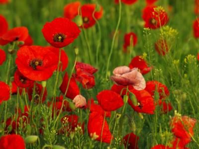 古稀环游六 南京凭吊