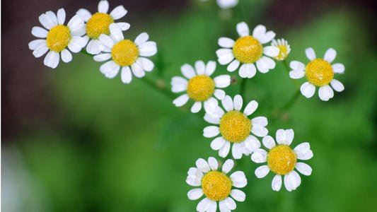 青春,就是默默为你擦拭桌椅