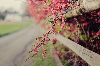 美丽的翅膀——一个自由的梦想