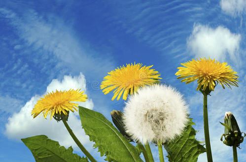 蒲公英,你已经走远