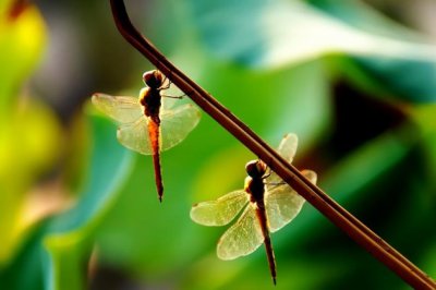 夜深人静只想你一人