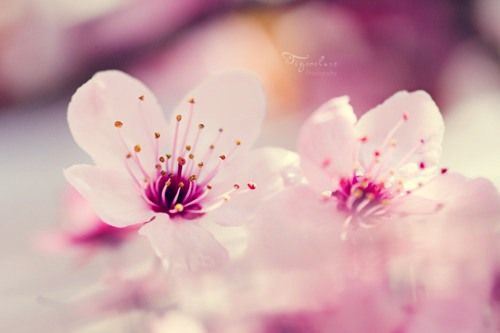 你若安好，我愿付出一切