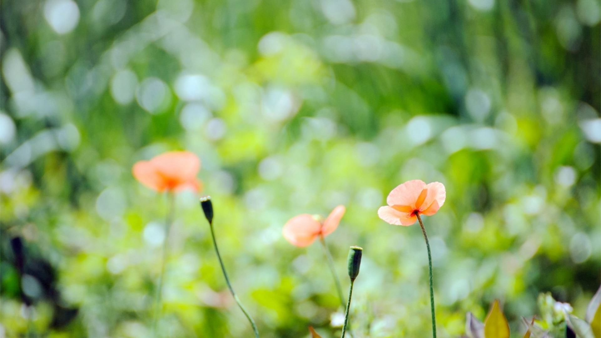 秦陵传奇：兵马俑之谜