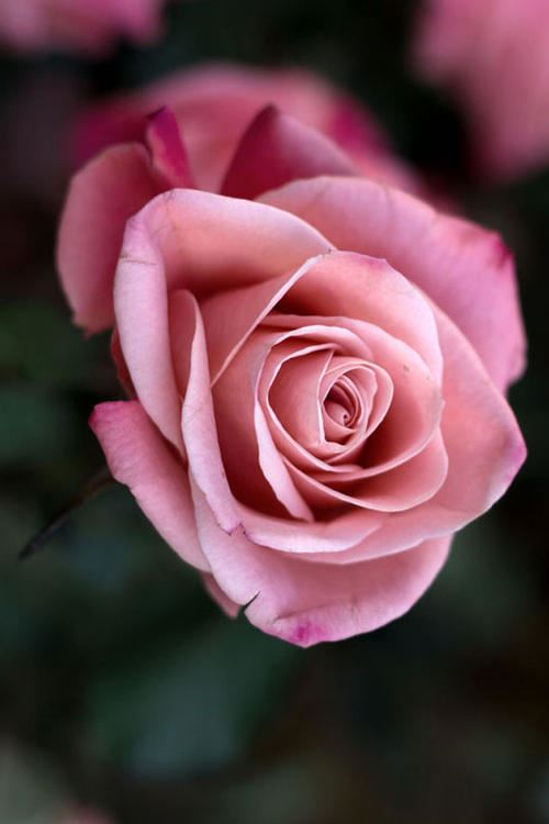 关于思想的格言