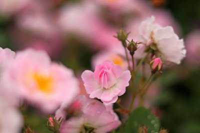 明月照亮人间欢笑和泪水同在