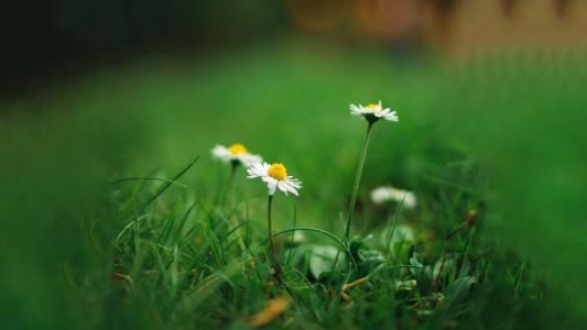 悲剧依旧_爱情是难以捉摸的
