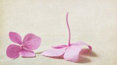 执一份思念，伴时光匆忙