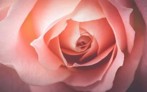 花香满溢的童年记忆