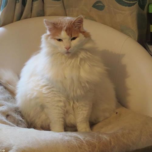 历史故事《秦观:追星的最高境界》