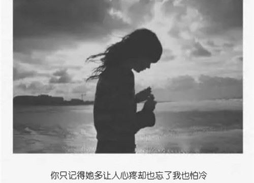 雪松上，那筑巢的鸟