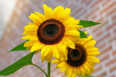 幸福的像花儿一样