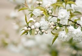 淡淡地活着真好