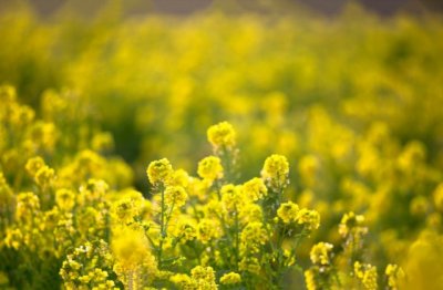 如果每一个心动都能温柔以待