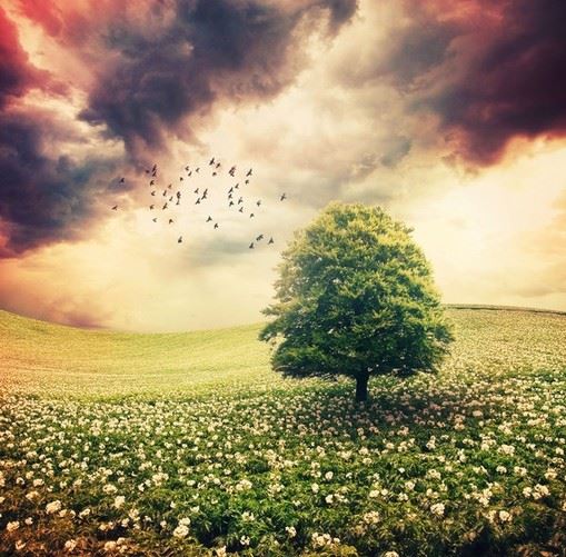 一朵花，一段情