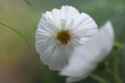 愿得一人心,白首不相离