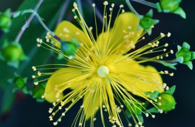 春天，想念那些花儿