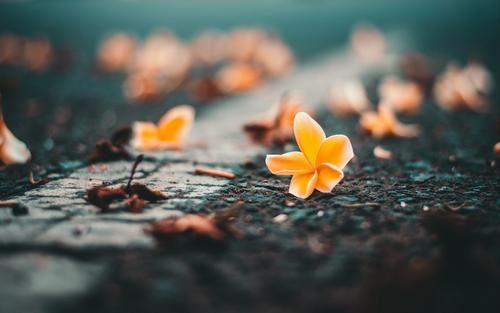 樱花树下的约定——第一章