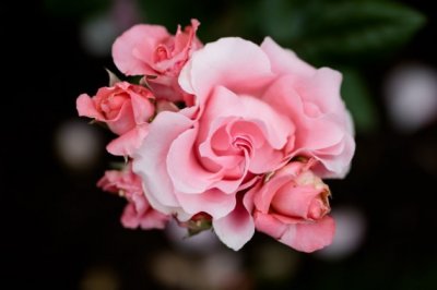 女子当如修篱种菊的——林徽因