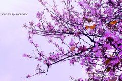 彩虹色的童年