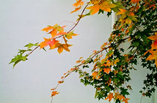 那一朵紫色的小花,向我微笑