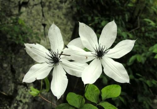 民间故事《无刃刀》