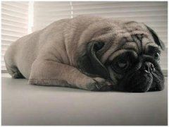 窗前的一抹绿落在心上