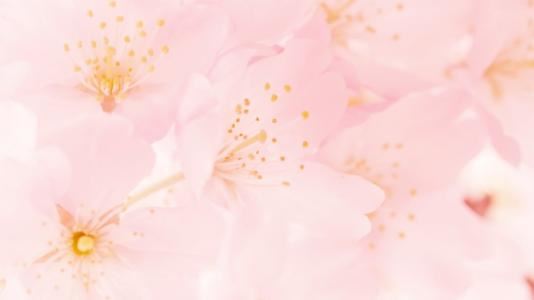 我是一名高中生，我有一个难忘的同桌，她让我感觉到了什么是真正的友谊。下面是我与她的故事。