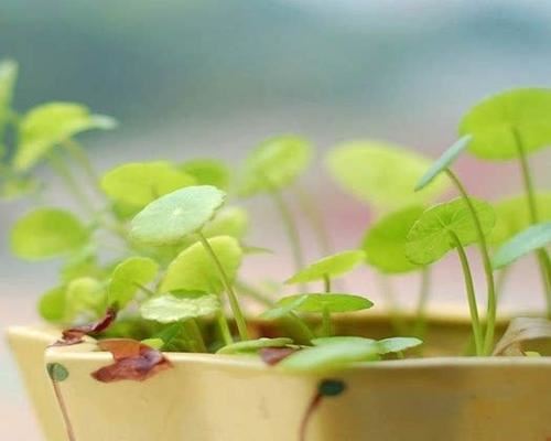 彪悍皇妃训狼高手，第四章