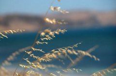 贵族小姐驾到,翻外篇