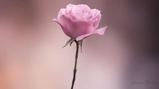 怀念头巾的小女孩