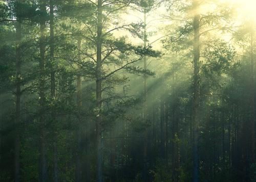 绽放生命的美丽