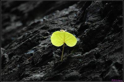 遇见你－是我的幸运