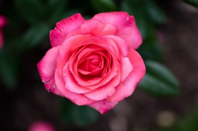 贺卡里的美好情谊