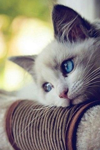 打针，奇妙之旅