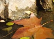 满乡的夕阳,满香的菊花