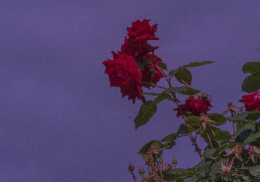 触不到的爱恋《二》